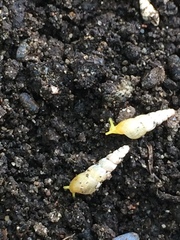 Opeas pyrgula