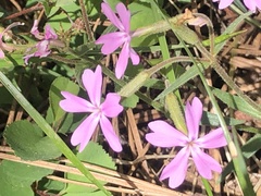 Phlox speciosa