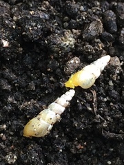 Opeas pyrgula