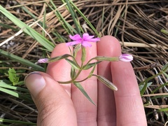 Phlox speciosa
