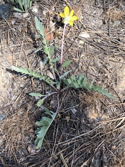Balsamorhiza sericea