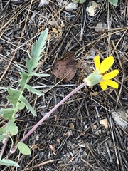 Balsamorhiza sericea