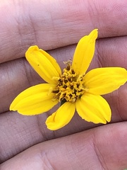 Balsamorhiza sericea