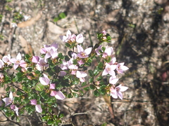 Boronia algida