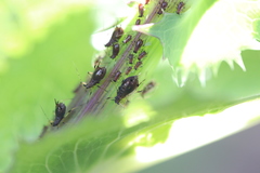 Uroleucon sonchi