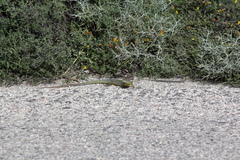 Lacerta trilineata hansschweizeri