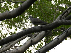 Streptopelia tranquebarica