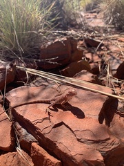 Ctenophorus caudicinctus