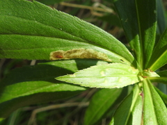 Calycomyza solidaginis