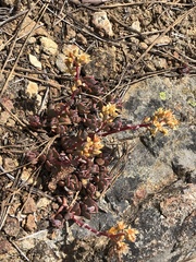 Sedum kiersteadiae