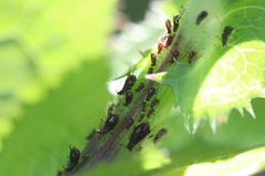 Uroleucon sonchi