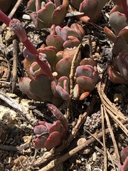 Sedum kiersteadiae
