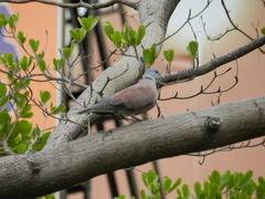 Streptopelia tranquebarica