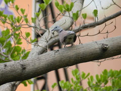 Streptopelia tranquebarica