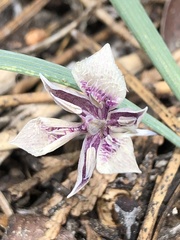 Calochortus elegans nanus
