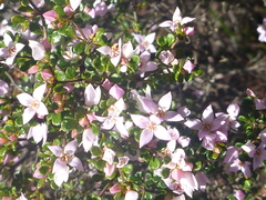 Boronia algida