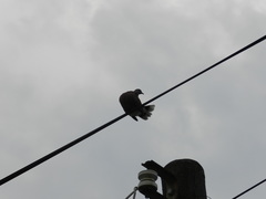 Streptopelia tranquebarica