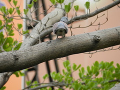Streptopelia tranquebarica