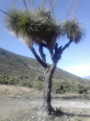 Nolineae