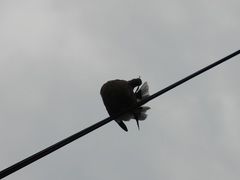 Streptopelia tranquebarica