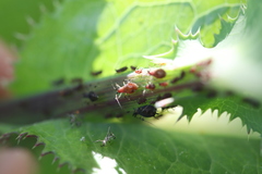 Uroleucon sonchi