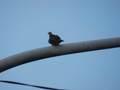 Streptopelia tranquebarica