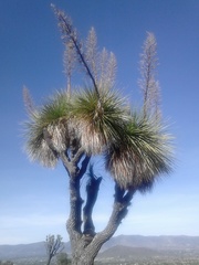 Nolineae