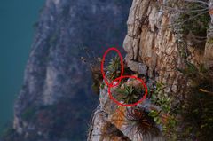 Agave garciamartinezii