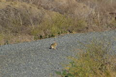 Sylvilagus audubonii