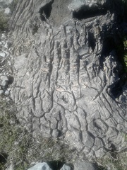 Nolineae