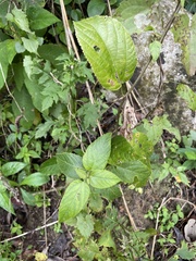 Acalypha bisetosa
