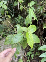 Acalypha bisetosa