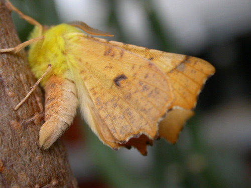 Canary-shouldered Thorn