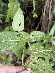 Acalypha bisetosa