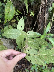 Acalypha bisetosa