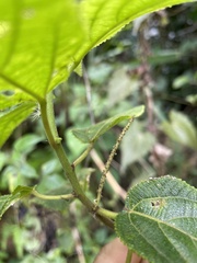 Acalypha bisetosa