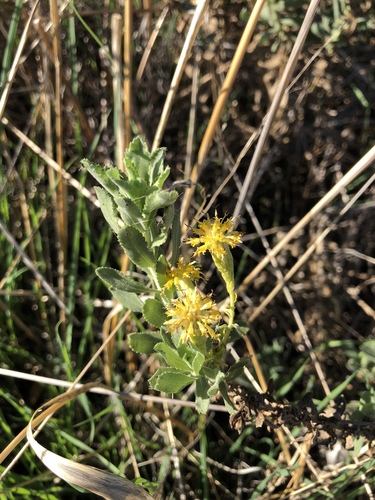 iNaturalist observation photo of saw-toothed goldenbush