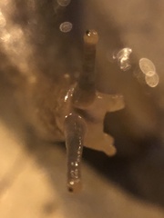 Heterovaginina limayana