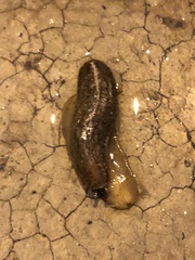 Heterovaginina limayana