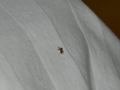 Salticidae