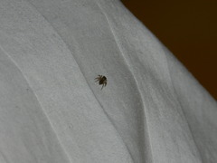 Salticidae