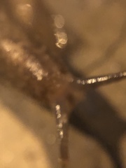 Heterovaginina limayana