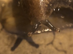 Heterovaginina limayana