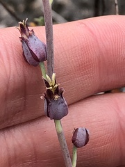 Streptanthus barbatus