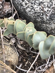 Streptanthus barbatus