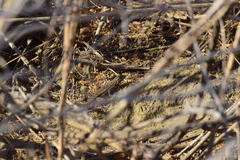 Sceloporus occidentalis