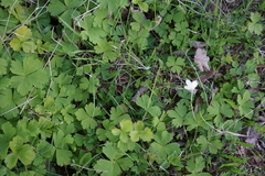 Anemonastrum baicalense