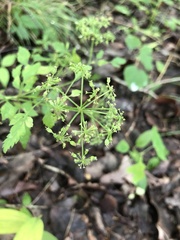 Thaspium chapmanii
