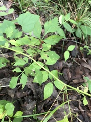 Thaspium chapmanii