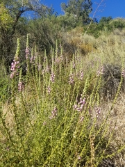 Sairocarpus multiflorus